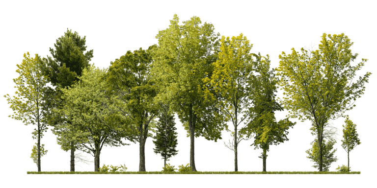 Trees on Grass
